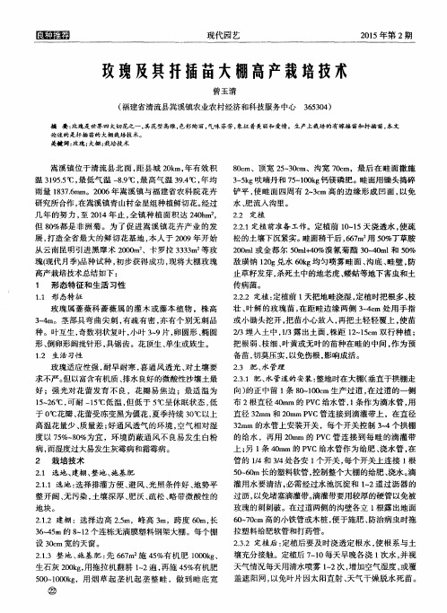 玫瑰及其扦插苗大棚高产栽培技术