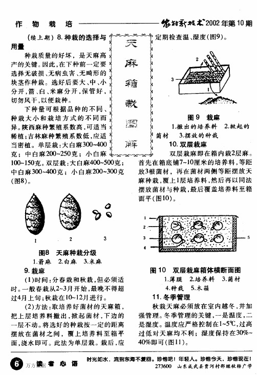 天麻箱栽图解(下)(精)