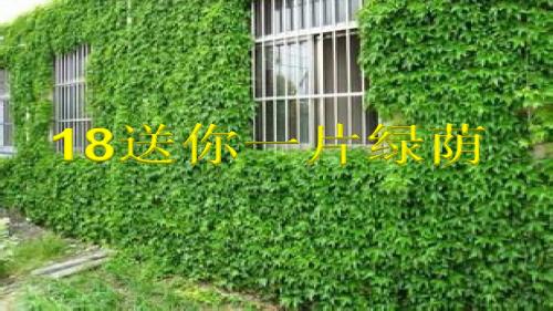 小学语文五年级下册《18送你一片绿荫》PPT课件 (2)