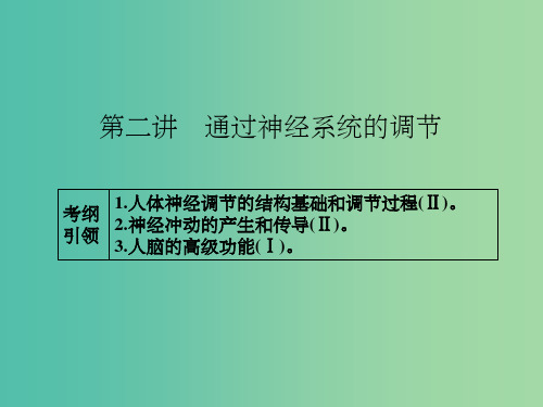 高考生物一轮总复习 第八单元 第二讲 通过神经系统的调节课件