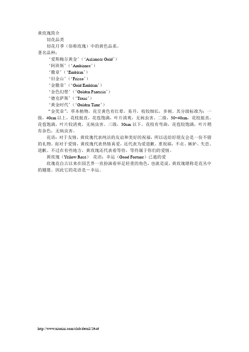 黄玫瑰简介