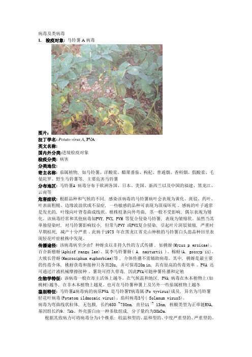 马铃薯A病毒