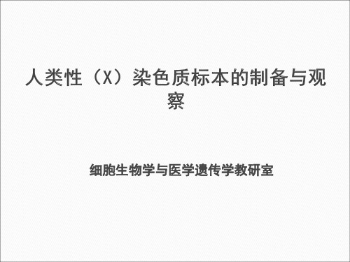 13：人类性染色质制备与观察liuchunhua