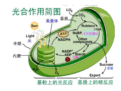 第三章-光合作用--光反应-电子传递