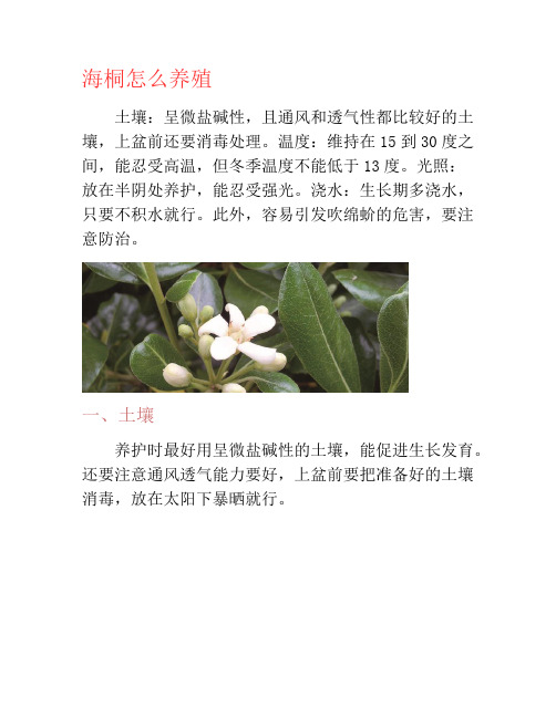 海桐怎么养殖-养花技巧