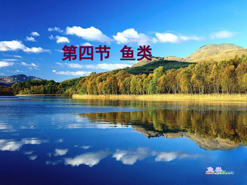 新人教版八年级生物上册第一章第四节_鱼_(上课用)资料