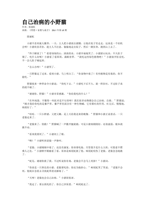 自己治病的小野猫