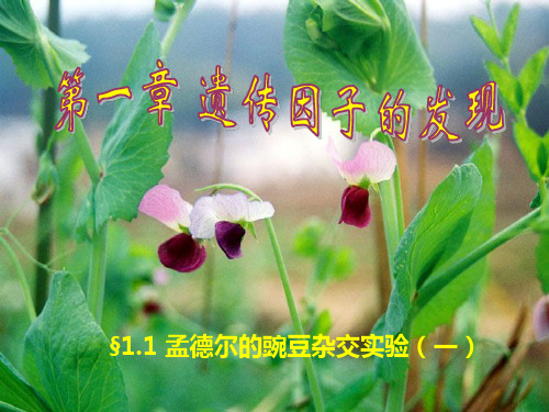 高中生物必修二全套PPT课件