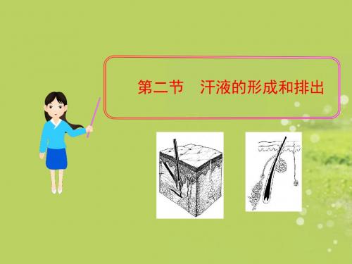 汗液的形成和排出PPT课件1 济南版