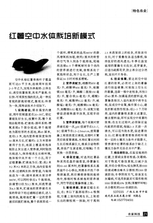 红薯空中水体栽培新模式