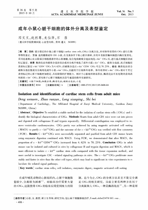 成年小鼠心脏干细胞的体外分离及表型鉴定