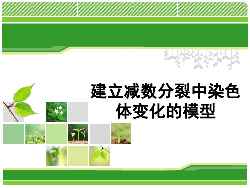 建立减数分裂中染色体变化的模型
