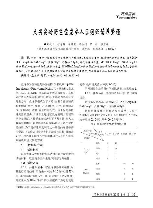 大兴安岭野生盘龙参人工组织培养繁殖