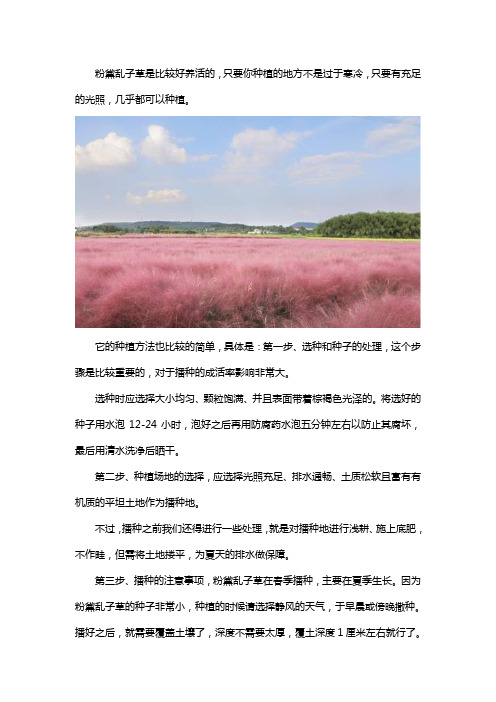 粉黛乱子草如何种植