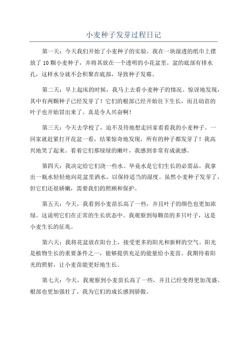 小麦种子发芽过程日记