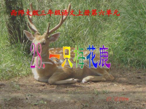 28.西师大版三年级语文上册《一只梅花鹿》课件