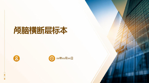 《颅脑横断层标本》课件