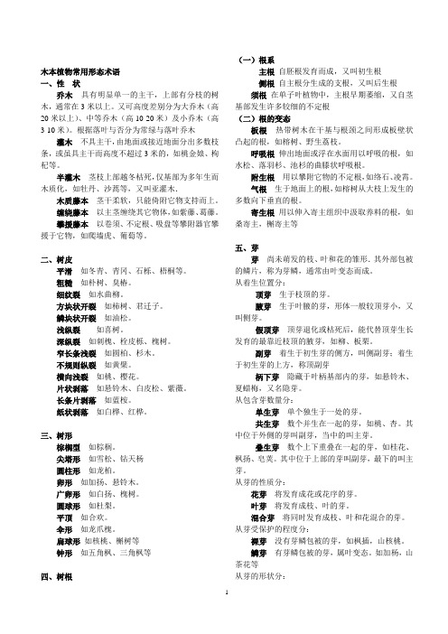 园林树木常用术语