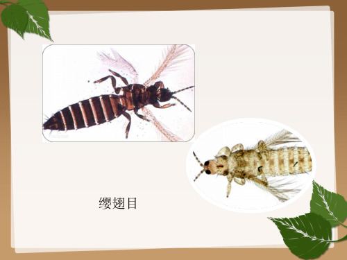 缨翅目