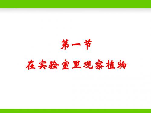 冀少儿版生物七年级上册1.3.1在实验室观察植物 课件(共18张PPT)