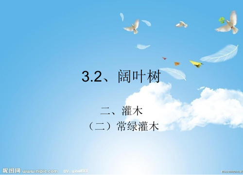 3.2阔叶树-灌木-常绿灌木