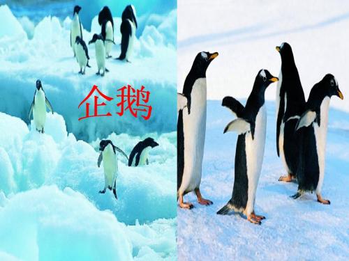28南极一片净土S版三年级语文上册