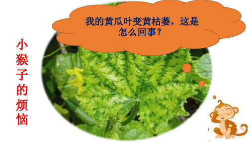 初中生物  病毒28 济南版精品课件