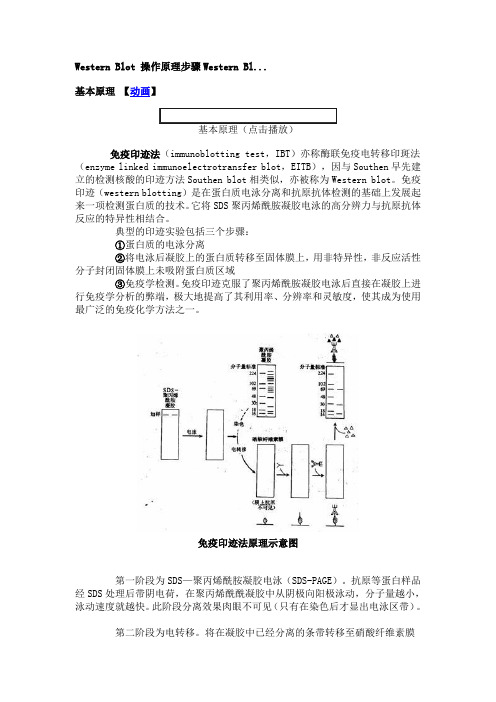 Western Blot 操作原理步骤