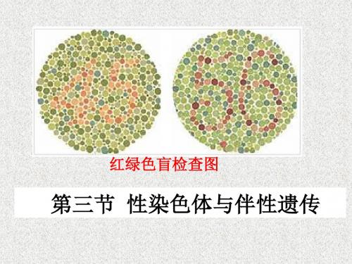 高一生物第二章《第三节性染色体与伴性遗传》课件14(浙教版必修2)