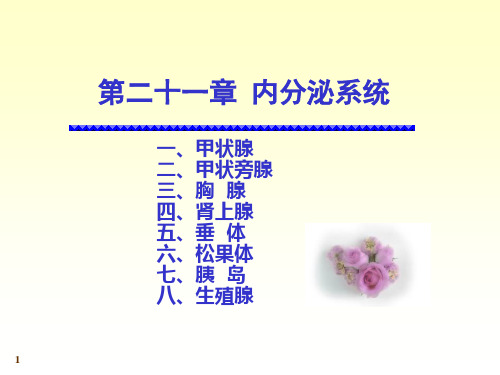 人体解剖学课件：内分泌系统