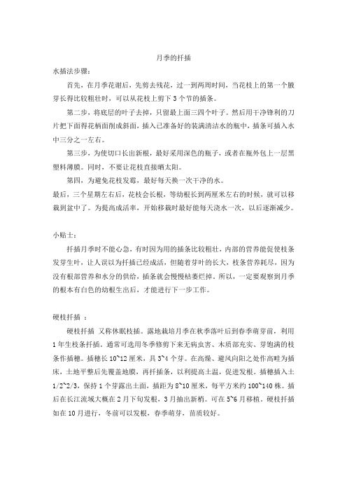 月季的扦插
