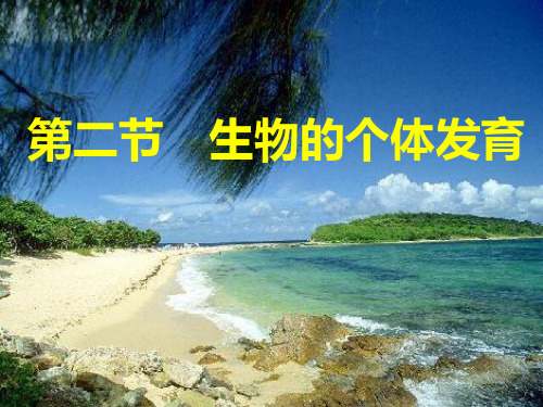 一 被子植物的个体发育PPT课件