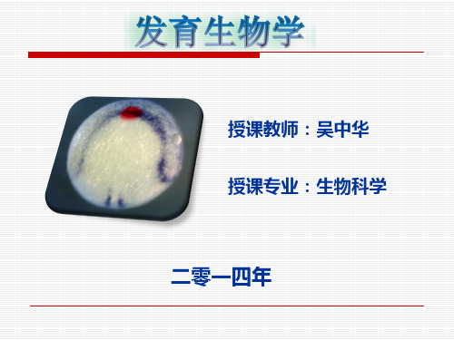 第十四章脊椎动物体节的形成与分化