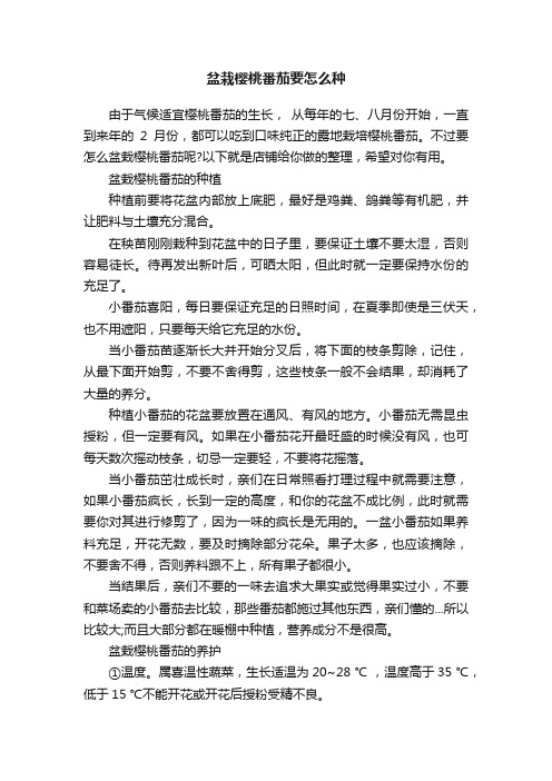 盆栽樱桃番茄要怎么种