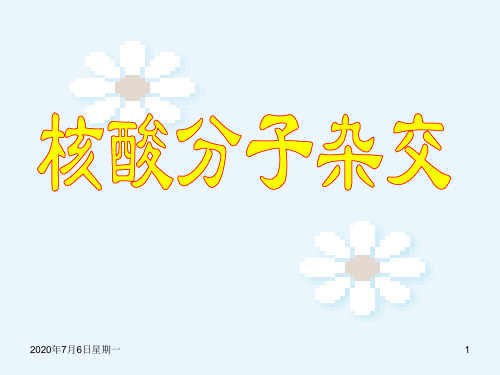 核酸分子杂交与应用 PPT课件