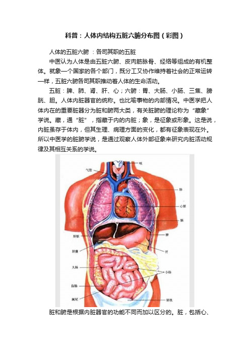 科普：人体内结构五脏六腑分布图（彩图）