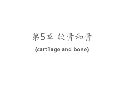 软骨和骨  课件ppt课件