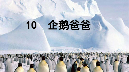 西师大版小学六年级语文下册单课件-11企鹅爸爸.ppt