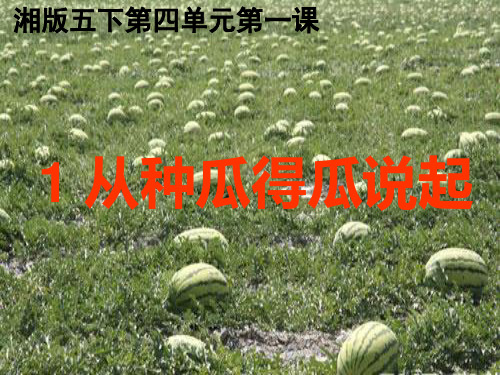 五年级下册科学_从种瓜得瓜说起湘科版ppt(14张)标准课件