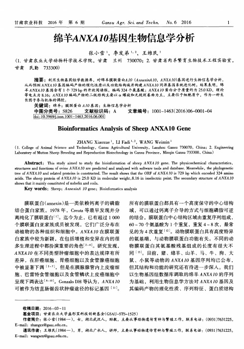 绵羊ANXA10基因生物信息学分析