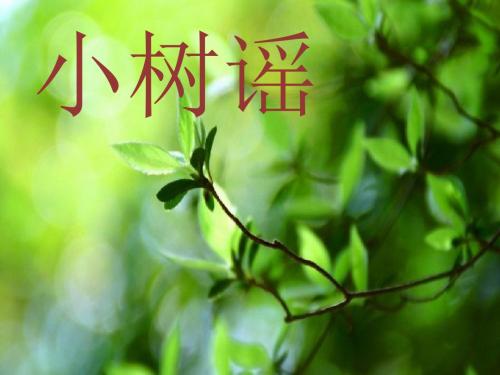 (2017年春季版)《小树谣》课件2