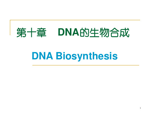 (推荐)《DNA的生物合成》PPT