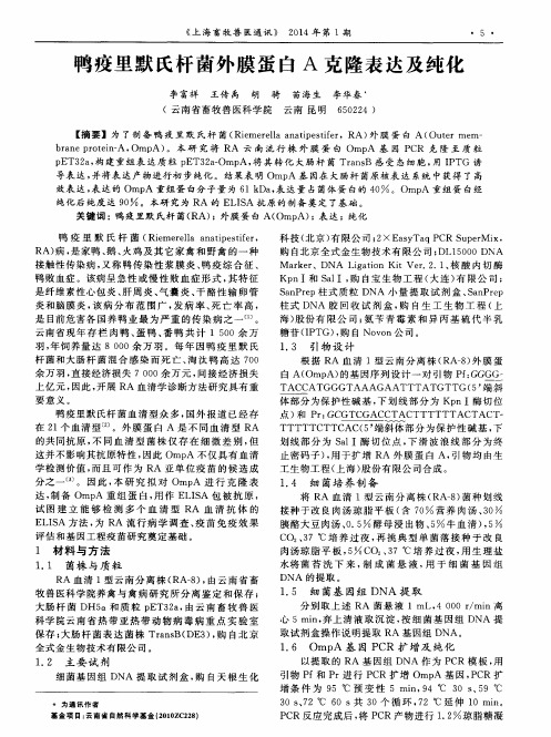 鸭疫里默氏杆菌外膜蛋白A克隆表达及纯化