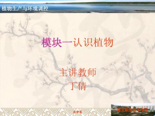 电子课件：植物的组织与功能