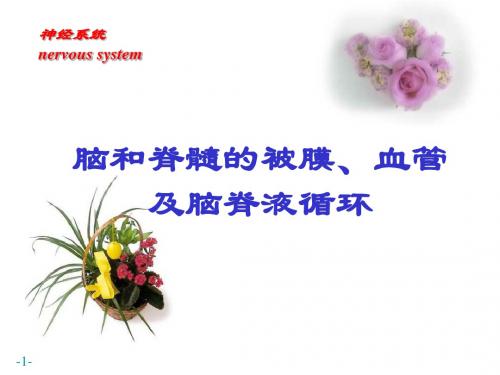 .脑和脊髓的被膜、血管及脑脊液循环(2007)