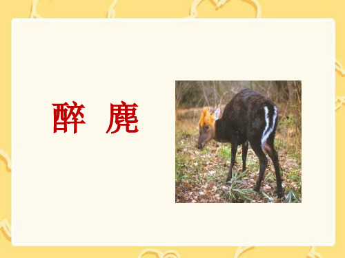 《醉麂》课件3