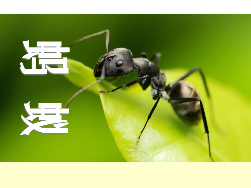 《蚂蚁》PPT课件二