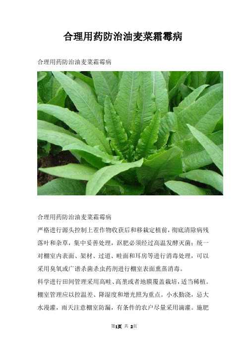 合理用药防治油麦菜霜霉病
