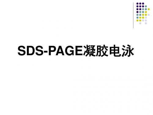 SDSPAGE凝胶电泳2