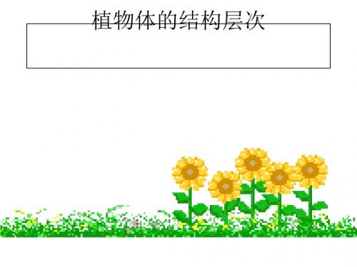 植物体的结构层次PPT课件34